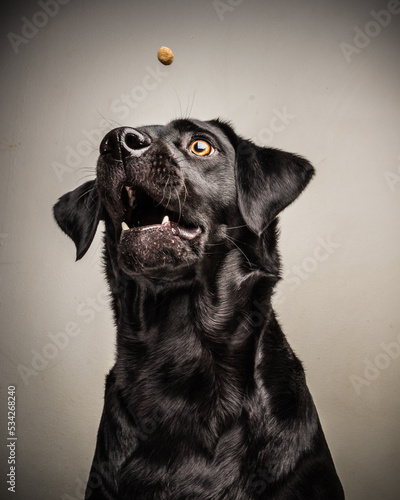 Black Labrador Catching a Treat