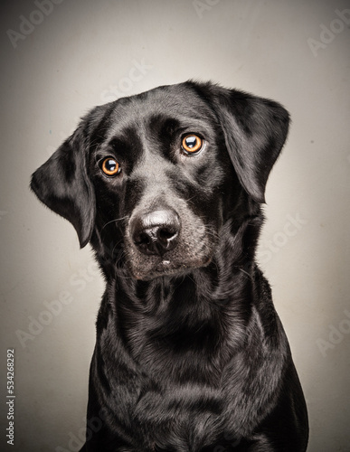 Black Labrador Sitting Portrait