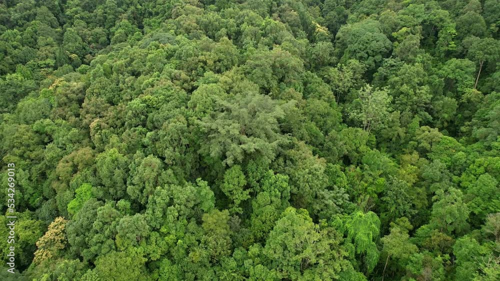 4k, Aerial view, flying above teak trees in a forest. 4k, Aerial view, flying above teak trees in a forest.