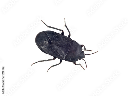 Black bug on a white background. Aellopus atratus     