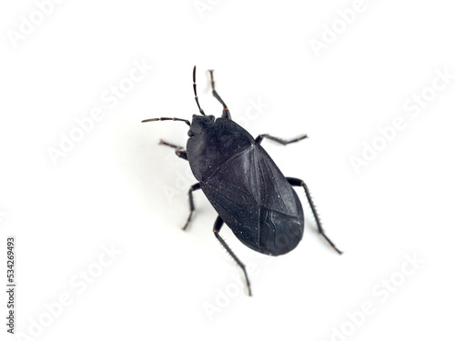 Black bug on a white background. Aellopus atratus 