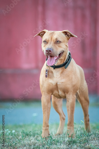 Cute purebred american pit bull terrier outdoors in summer.