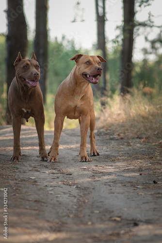 Cute purebred american pit bull terrier outdoors in summer. © shymar27