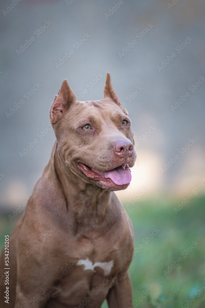 Cute purebred american pit bull terrier outdoors in summer.