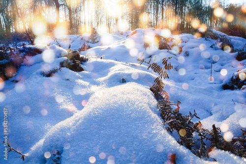 winter forest in the mornin...