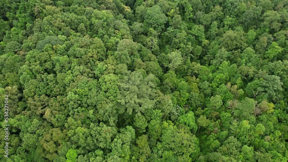 4k, Aerial view, flying above teak trees in a forest. 4k, Aerial view, flying above teak trees in a forest.