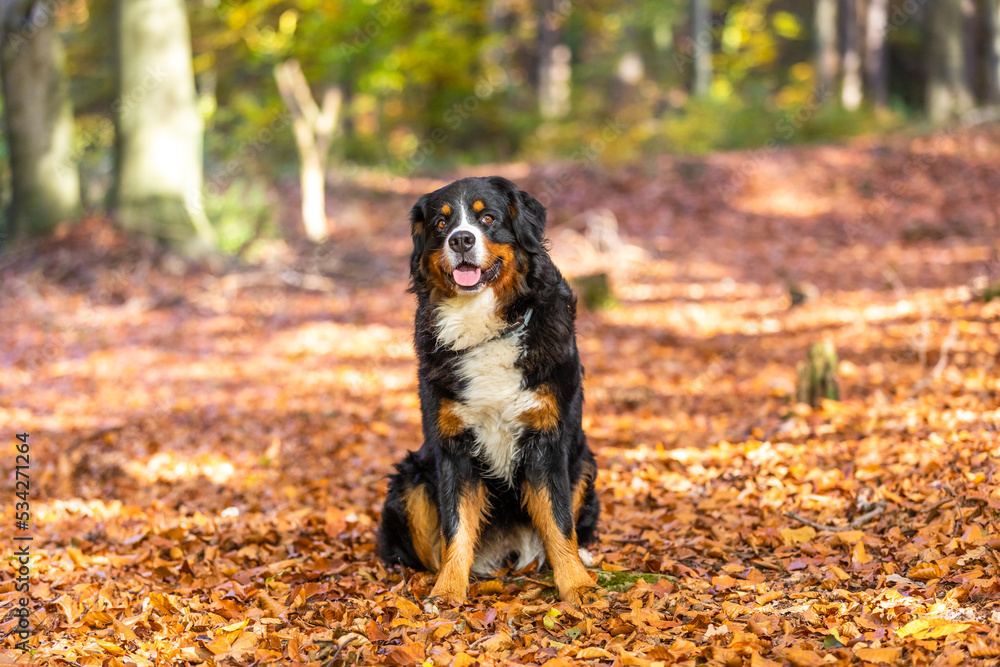 bernese mountain dog in autumn bernese mountain dog in autumn