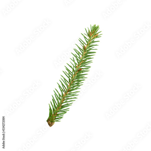 spruce branch of green spruce with needles isolated on white background, young spruce tree
