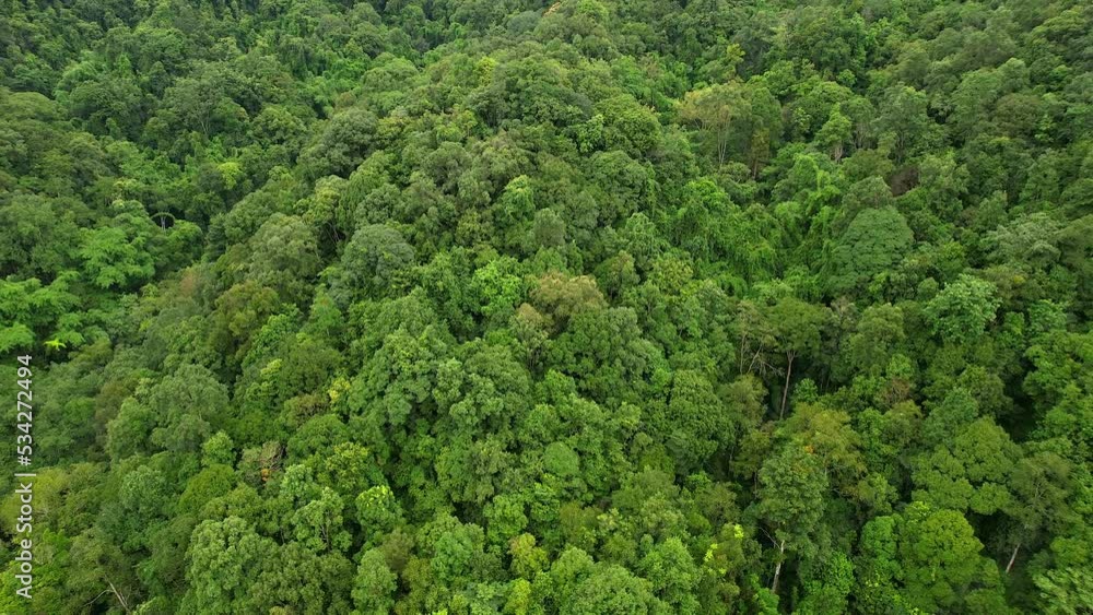 4k, Aerial view, flying above teak trees in a forest. 4k, Aerial view, flying above teak trees in a forest.
