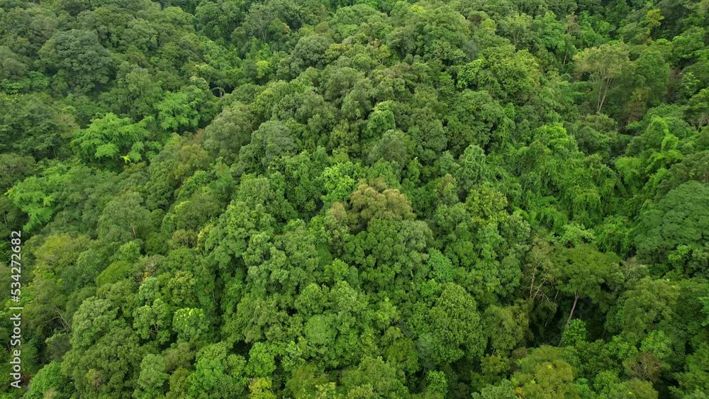 4k, Aerial view, flying above teak trees in a forest. 4k, Aerial view, flying above teak trees in a forest.