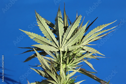 Zielony liściasty krzak marihuana w promieniach słońca.  photo