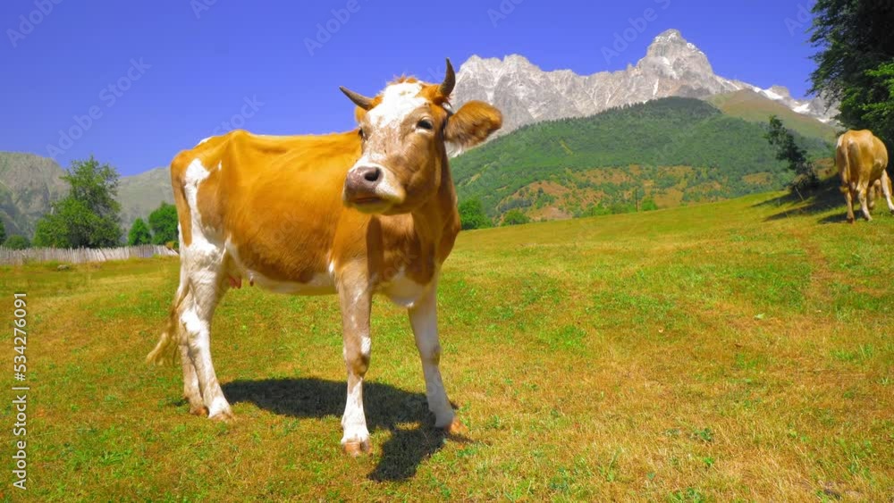 White brown spotted cow walking against backdrop of mountains. Idyllic summer landscape in mountains with cows grazing on fresh green mountain pastures and snow-capped mountain peaks in background White brown spotted cow walking against backdrop of mountains. Idyllic summer landscape in mountains with cows grazing on fresh green mountain pastures and snow-capped mountain peaks in background