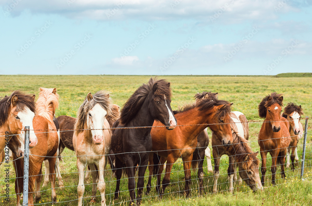 Icelandic horses of various colors standing in field on pasture during the summer