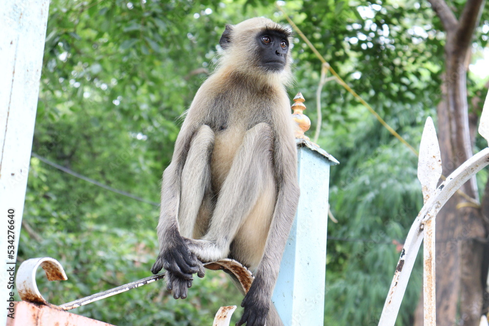 Obraz premium japanese macaque sitting on a tree