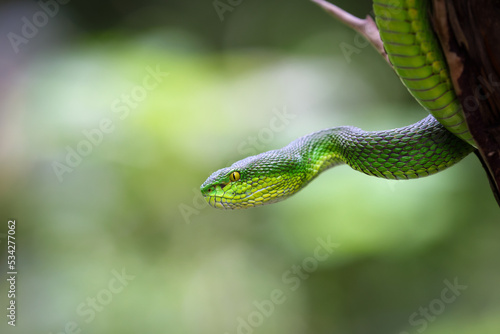 Close up Large-eyed Green Pit viper (Trimeresurus macrops) the endemic specie of Southeast Asia.