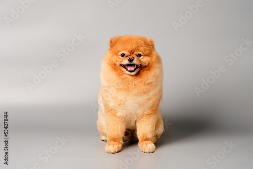 A red-haired pomeranian sits in front of a gray background © Ihar