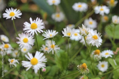 daisies in the lawn, wild herbs, first flowers