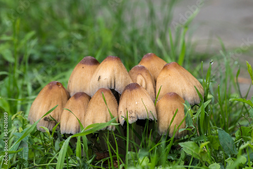 ink mushrooms (Coprinus micaceus)