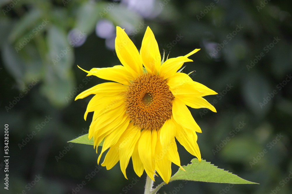 Sunflower flower close up. Sunflower flower close up.