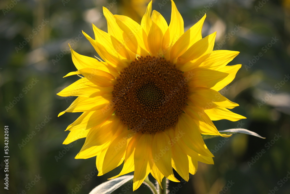 Fototapeta premium Sunflower flower close up.
