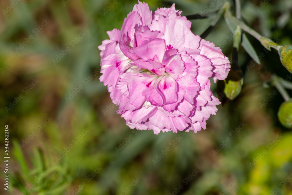 Beautiful blooming carnation on a branch close-up. Beautiful blooming carnation on a branch close-up.