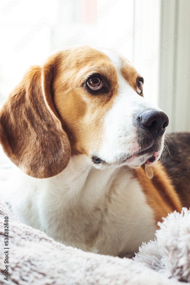 Closeup, portrait of a tricolour beagle dog, looking attentive while lying on his bed resting at home, selective focus