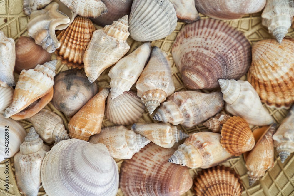decoration with shells and seashells in various shapes and colors
