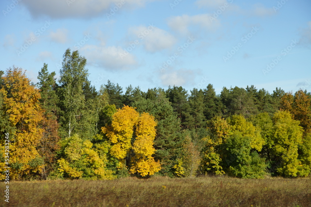Fototapeta premium Colorful yellow autumn landscape with trees