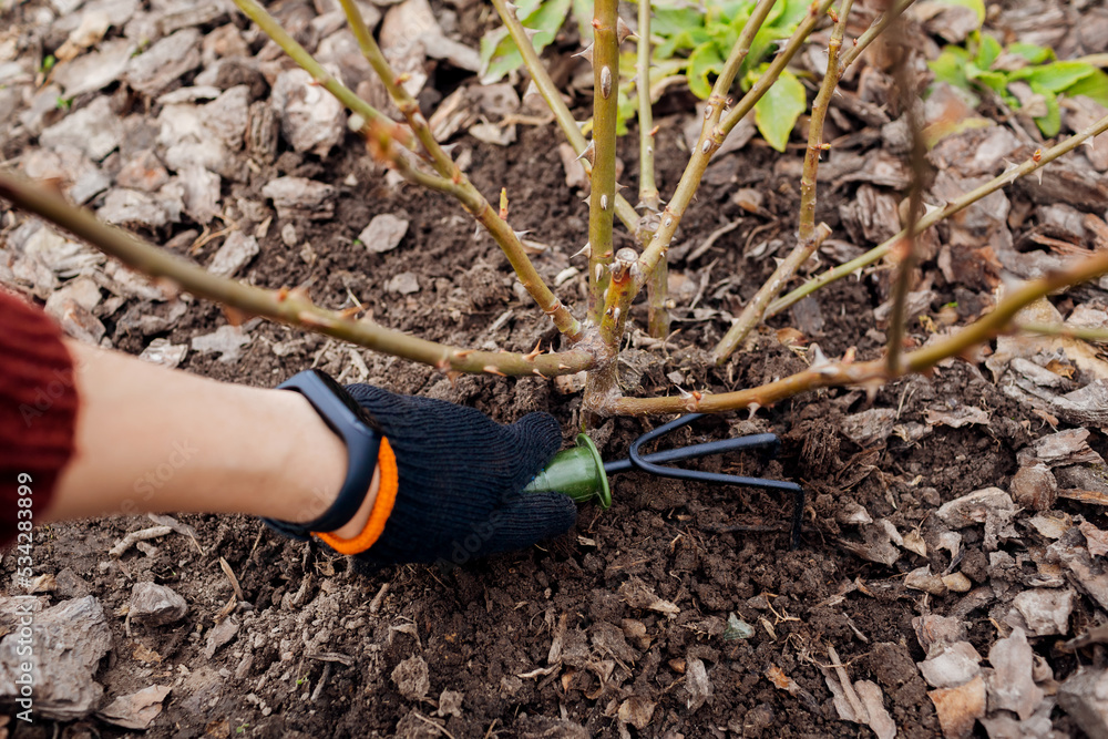 Gardener Loosening Soil Around Rose Bush In Fall Garden Using Hand Fork 