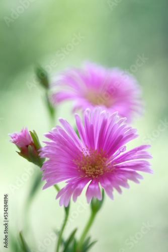 Pale purple daisies in a summer garden.