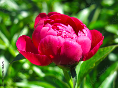 Wallpaper Mural red peony bud begins to bloom in the garden Torontodigital.ca