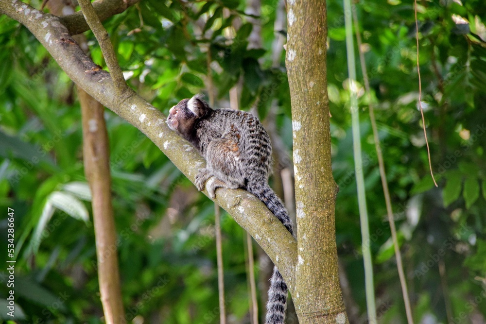 Obraz premium Mico/Sagui (Callithrix)