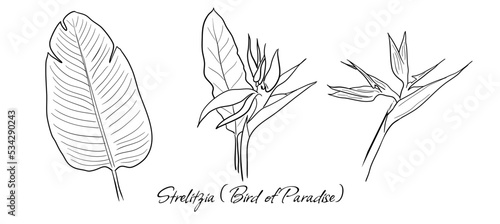 Set of vector handdrawn Strelitzia (Bird of Paradise Flower/Plant) leaves and flowers on white background.