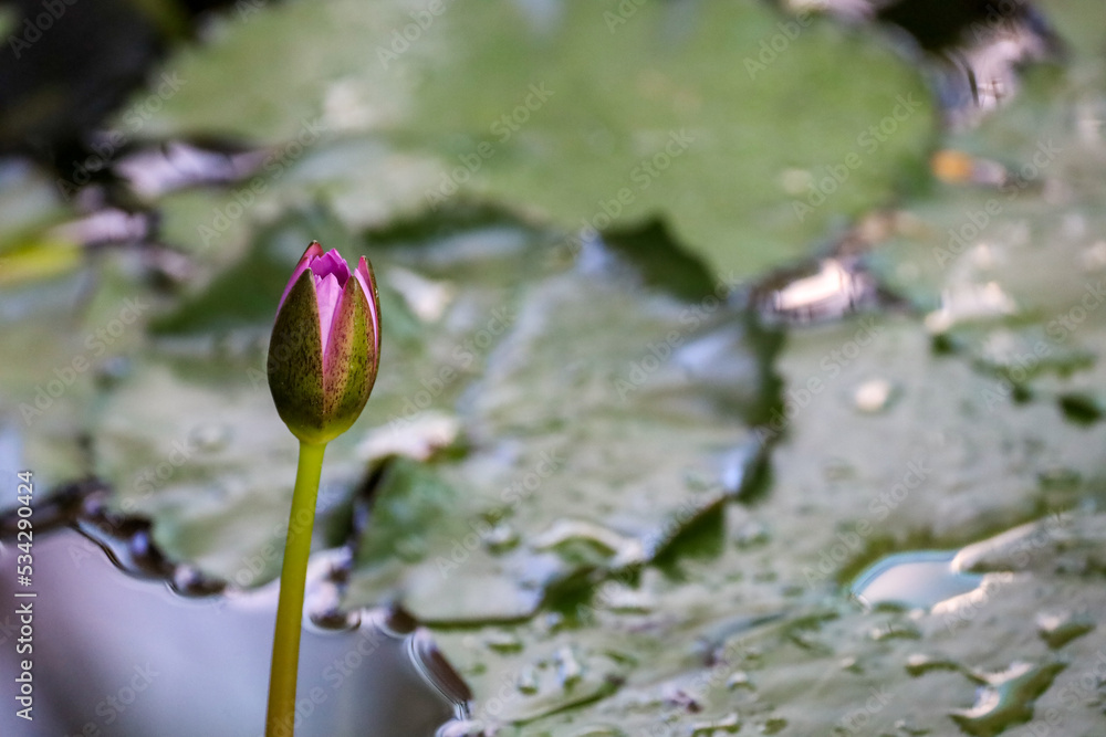 A pink splash or tropic star bud. Pink water lily blooming.
