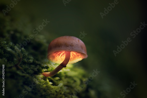 Autumn forest atmosphere. A mushroom as forest lantern. Dark surroundings, green moss and cute little orange mushroom.