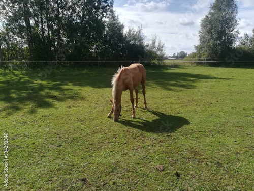 horse and foal