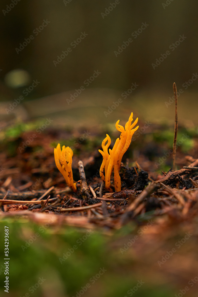 yellow mushrooms growing from the ground in the forest yellow mushrooms growing from the ground in the forest