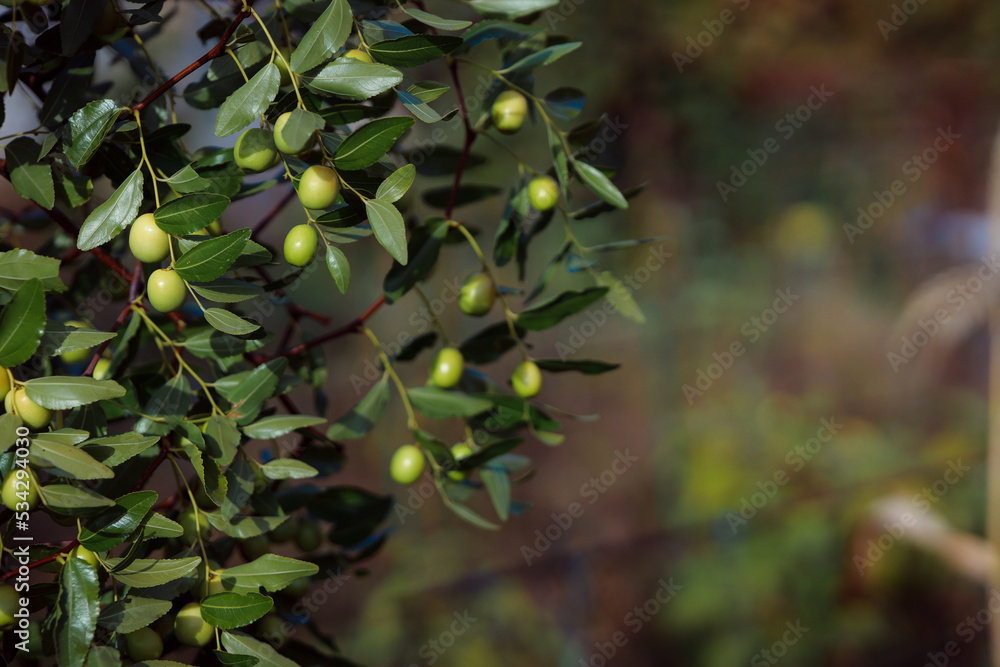 Manor bush jujube. Home medicinal plants. Harvesting ripe unabi berries. Chinese date. Brown and green fruit berries. Chinese folk medicine.