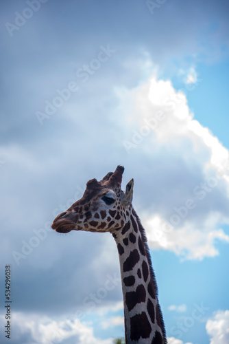 giraffe in the sky © SarahLouise