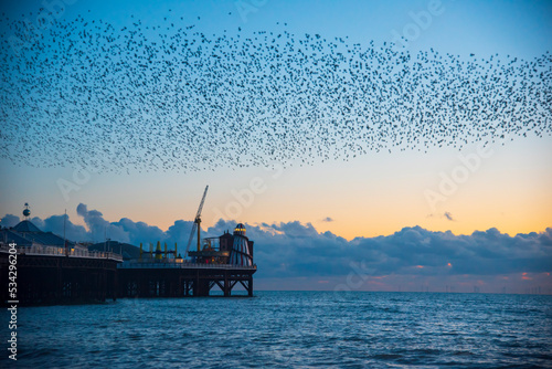 The flight of the Starlings in Brighton