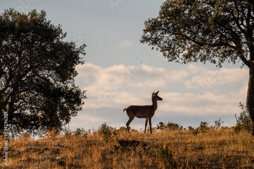 Fototapet A red deer hind during rutting season in Monfrague National Park