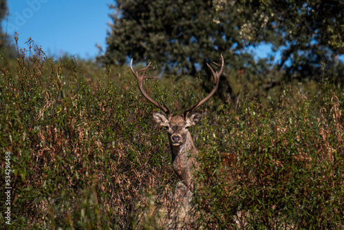 A red deer stag behind bushes during rutting season in Monfrague National Park. In the rutting season deer stags compete roaring, bellowing and fight clashing antlers to attract as many hinds