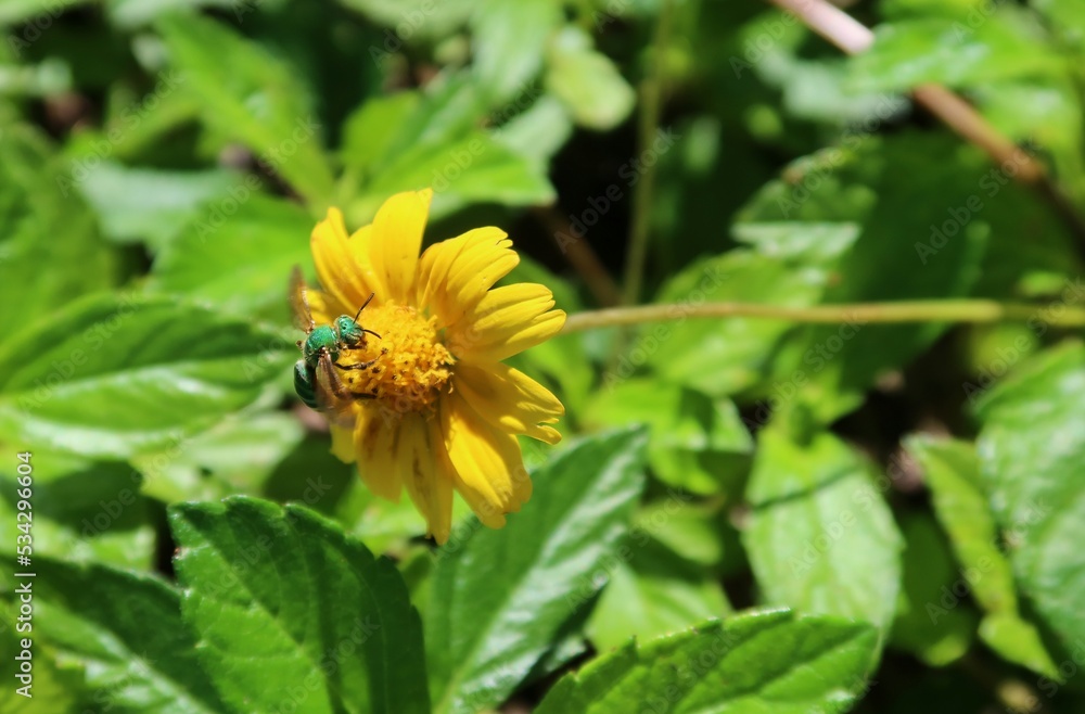 Agapostemon green bee on a yellow flower in Florida nature Agapostemon green bee on a yellow flower in Florida nature
