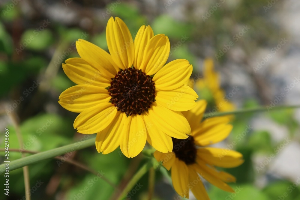 Beautiful dunes sunflower on Florida beach, closeup Beautiful dunes sunflower on Florida beach, closeup