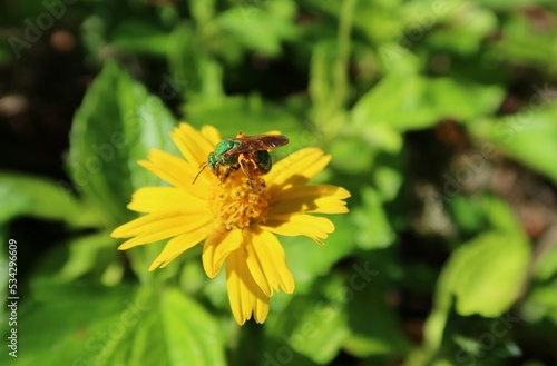 Agapostemon green bee on a yellow flower in Florida nature, closeup