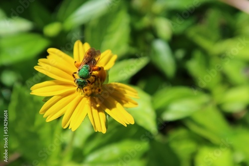 Agapostemon green bee on yellow flower in Florida nature, closeup