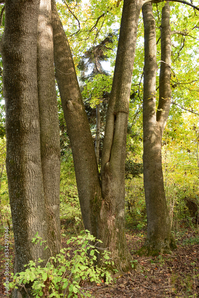Sunlit maple trees from below at sunny day Sunlit maple trees from below at sunny day