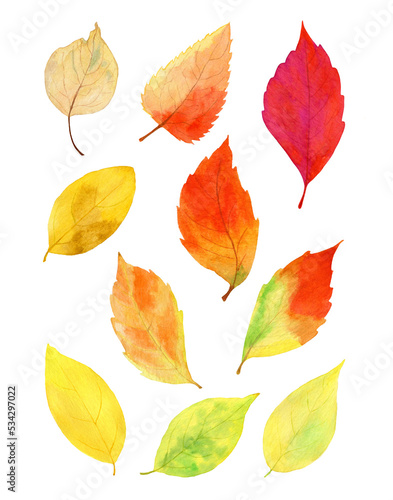 watercolor fall arrangement of leaves  isolated on transparent background