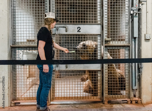 Woman zoo keeper feeds a grizzly bear in a cage a piece of celery at the zoo
