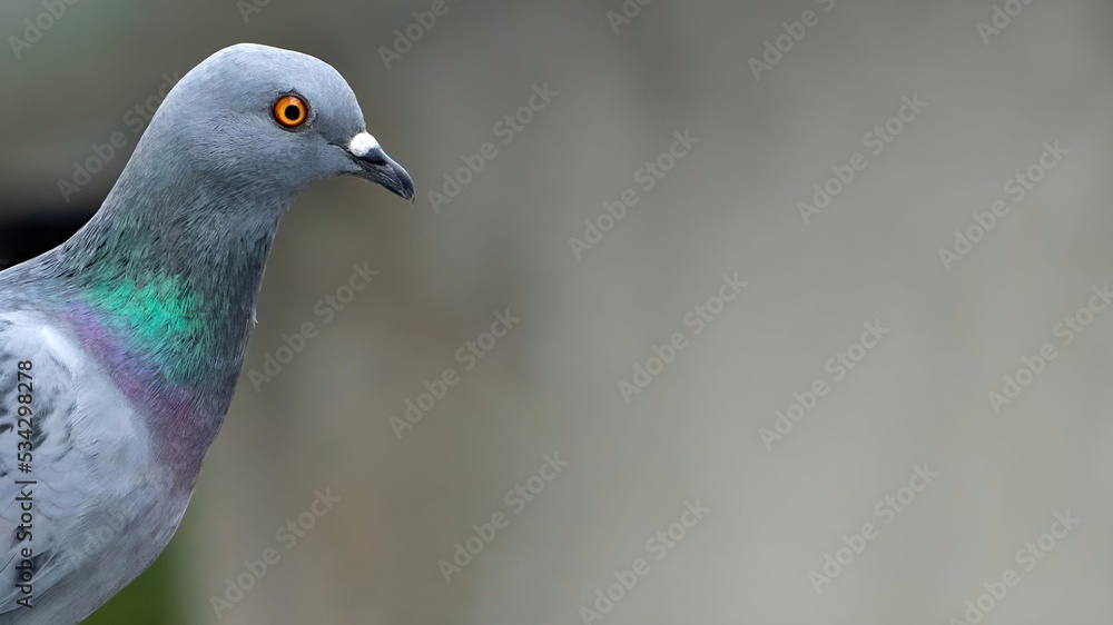 Fototapeta premium speed racing pigeon bird, Rock dove or common pigeon bird